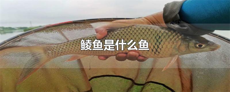 鲮鱼是什么鱼