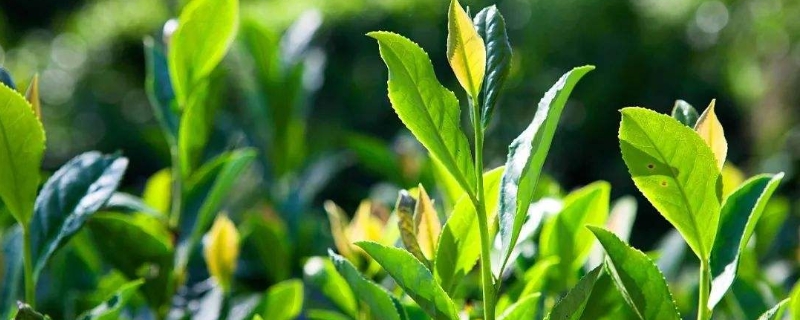 世界四大红茶是哪四种