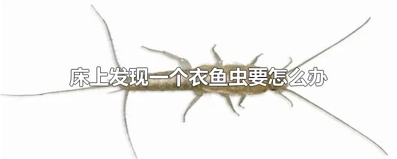 床上发现一个衣鱼虫要怎么办