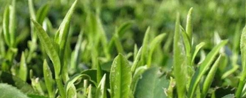 仙居茶叶是什么茶