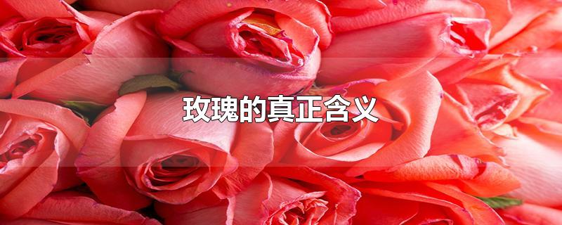 玫瑰的真正含义