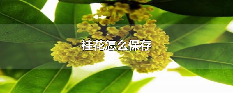 桂花怎么保存