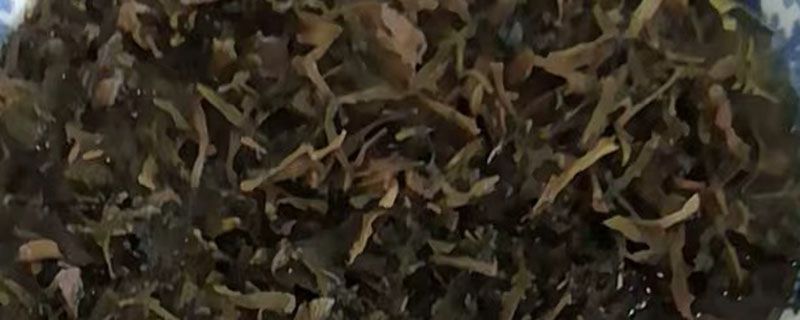 车前草怎么晒干保存