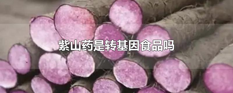紫山药是转基因食品吗