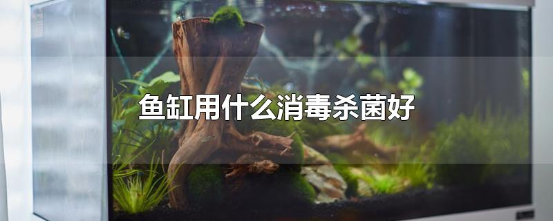 鱼缸用什么消毒杀菌好