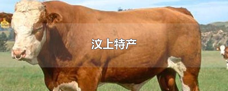 汶上特产