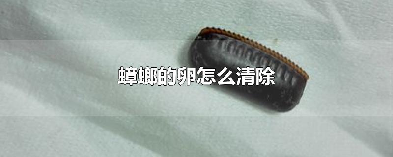 蟑螂的卵怎么清除