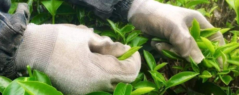 什么茶叶适合冷泡
