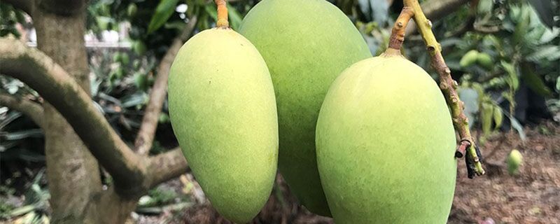 芒果为什么有酒的味道