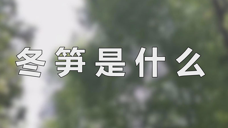 冬笋是什么