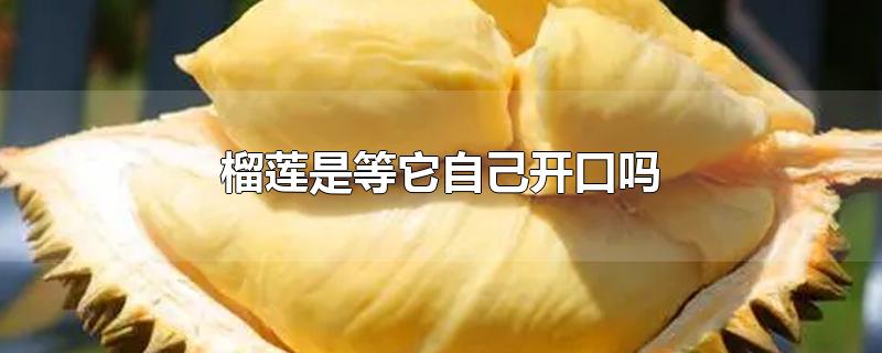 榴莲是等它自己开口吗