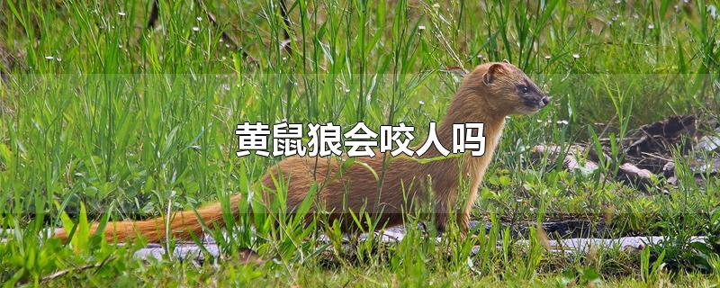 黄鼠狼会咬人吗