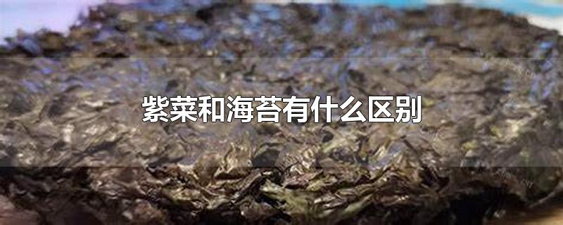 紫菜和海苔有什么区别
