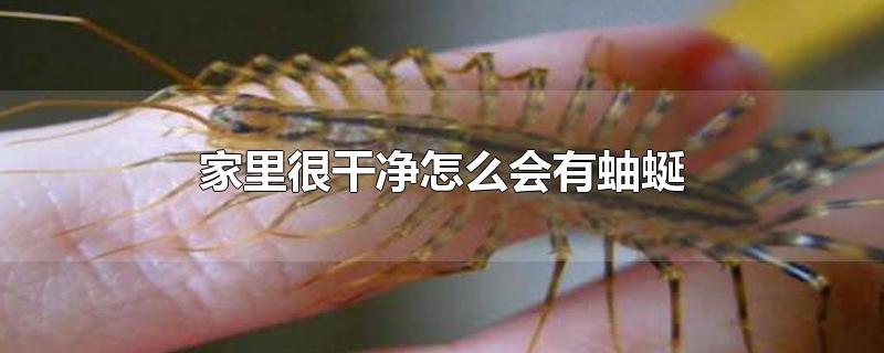 家里很干净怎么会有蚰蜒