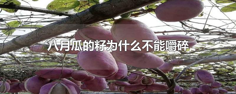 八月瓜的籽为什么不能嚼碎