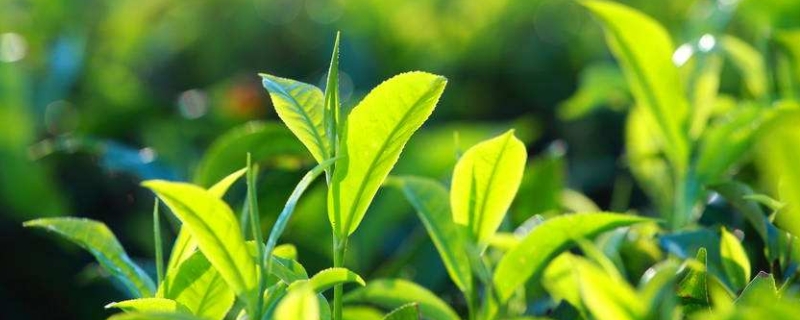 哪些属于绿茶