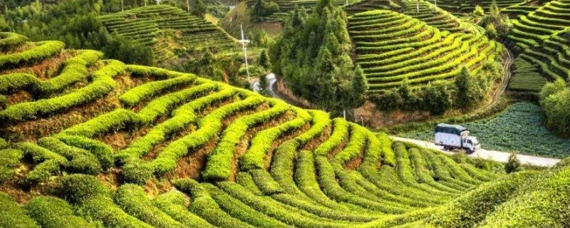 什么茶叶是白色的