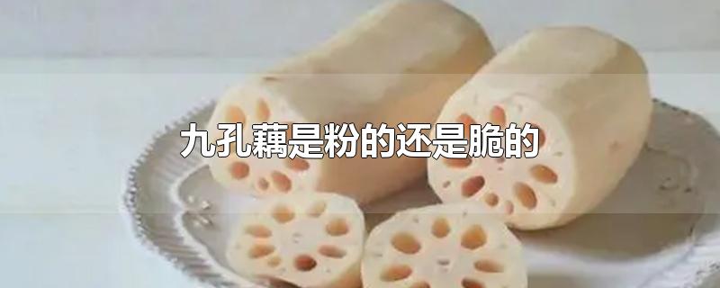 九孔藕是粉的还是脆的