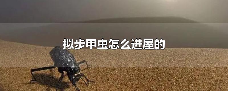 拟步甲虫怎么进屋的
