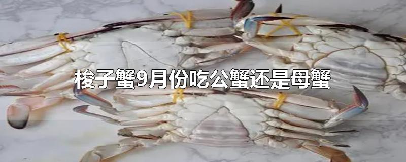 梭子蟹9月份吃公蟹还是母蟹