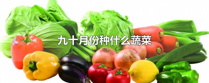 九十月份种什么蔬菜
