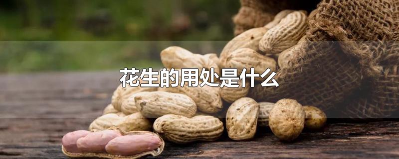 花生的用处是什么