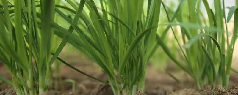 头茬韭菜为什么不能吃