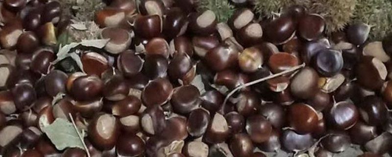 煮熟的板栗怎样好剥皮
