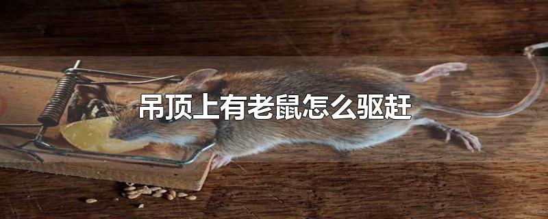 吊顶上有老鼠怎么驱赶