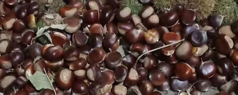 生板栗能冷冻吗保存