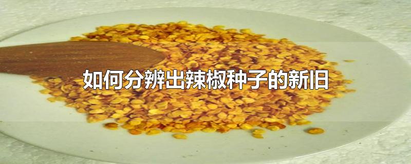 如何分辨出辣椒种子的新旧
