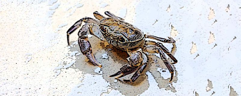螃蟹放冷冻会死掉吗