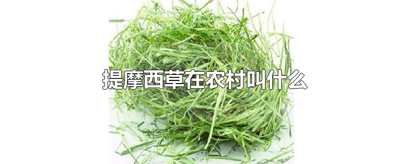提摩西草在农村叫什么