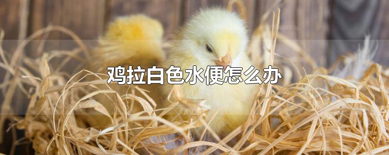 鸡拉白色水便怎么办