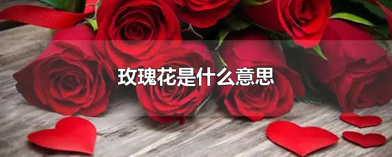 玫瑰花是什么意思