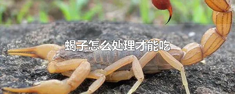 蝎子怎么处理才能吃