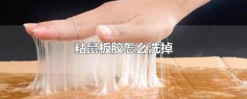 粘鼠板胶怎么洗掉