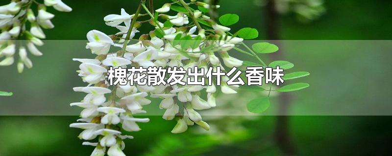 槐花散发出什么香味