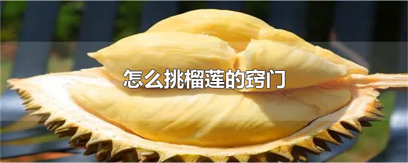 怎么挑榴莲的窍门