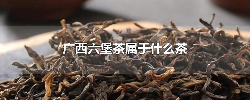 广西六堡茶属于什么茶