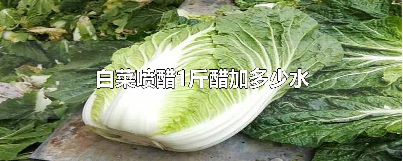 白菜喷醋1斤醋加多少水