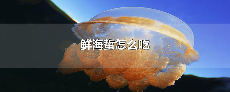 鲜海蜇怎么吃