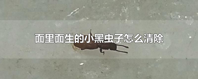 面里面生的小黑虫子怎么清除