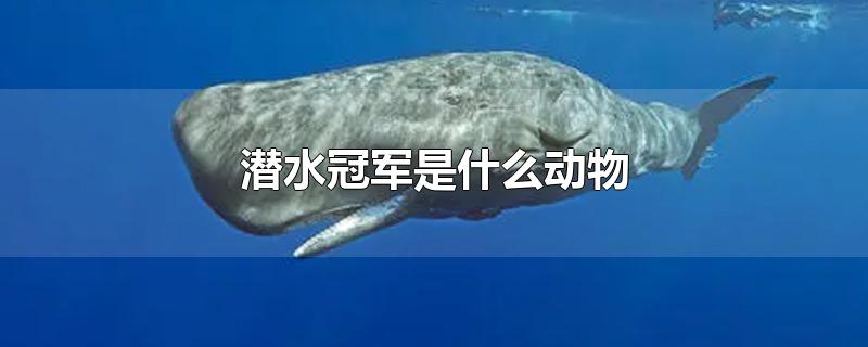潜水冠军是什么动物