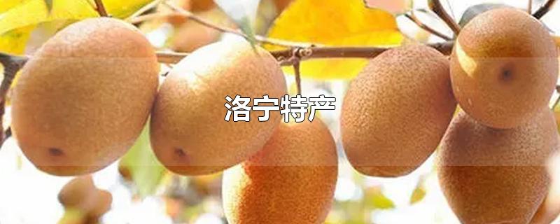 洛宁特产