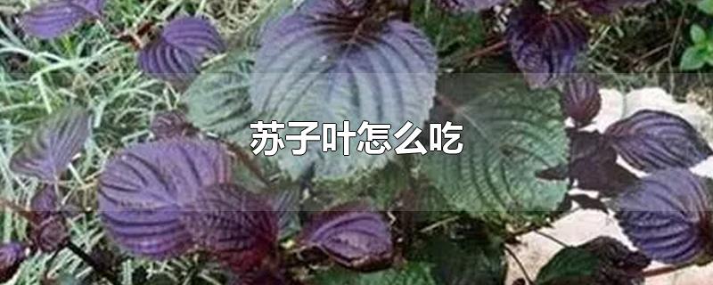 苏子叶怎么吃
