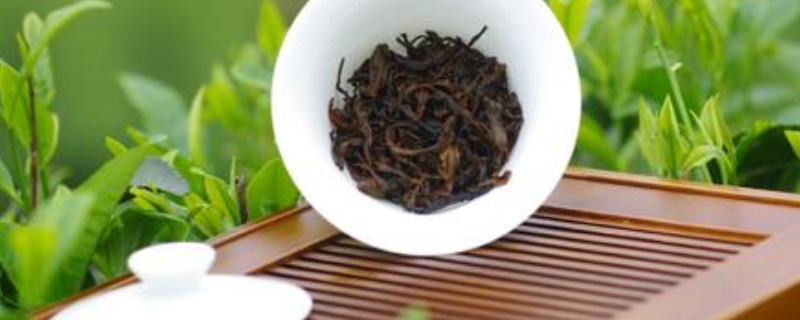 什么是金牡丹茶叶