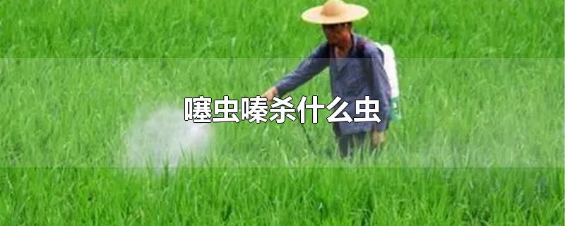 噻虫嗪杀什么虫