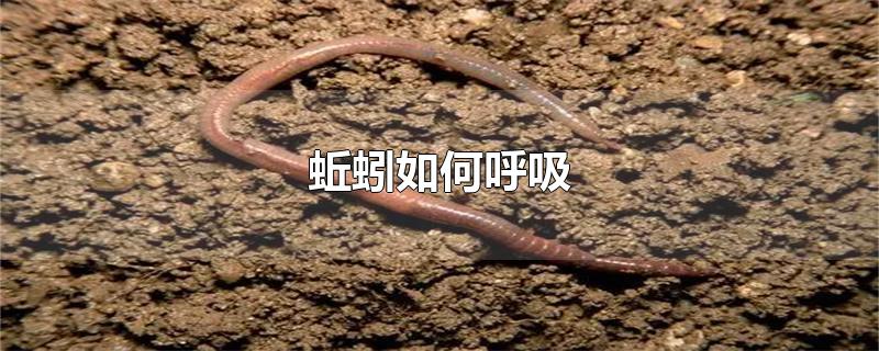 蚯蚓如何呼吸