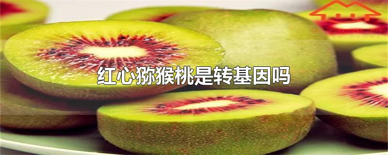红心猕猴桃是转基因吗